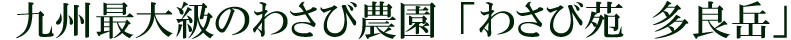 九州最大級のわさび農園「わさび苑 多良岳」
